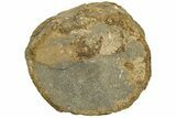 Sauropod Dinosaur (Duriatitan) Vertebra - England #209557-2